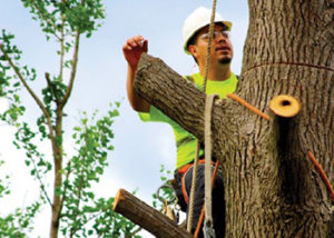 landscaping worker in tree